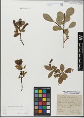 Foto von Salix glabra Scop.